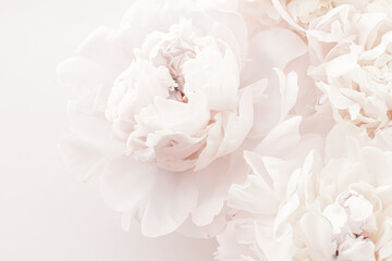 Pastel peony flowers in bloom as floral art background, wedding decor and luxury branding design © Anneleven