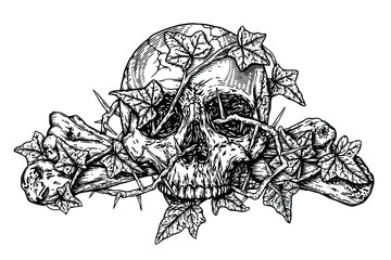 Skull and bones with ivy and thorn