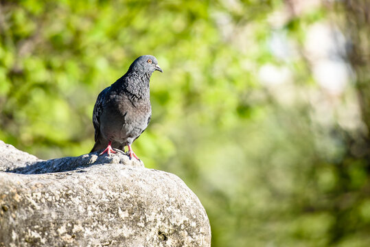 Pigeon sitting on a rock in a city Park in summer
