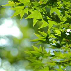 Fototapeta na wymiar 新緑の京都