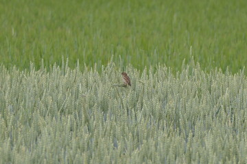 Spatz im Roggenfeld