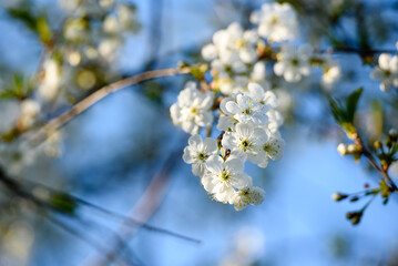 Beautiful cherry blossom on a background of blue sky.