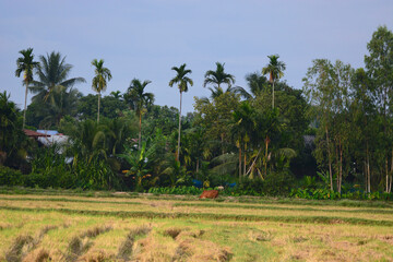 Fototapeta premium village 