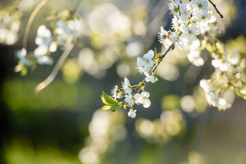Beautiful cherry blossom on a background of green background