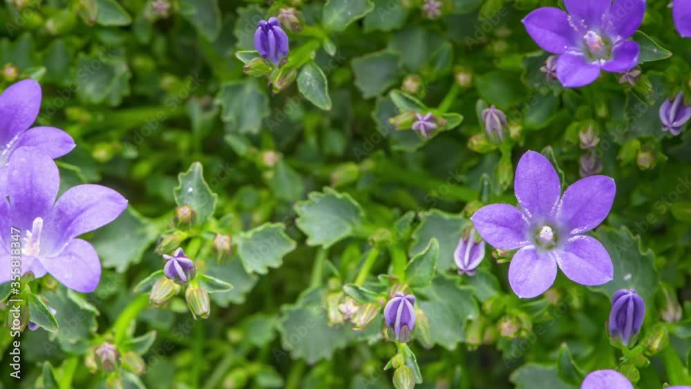 Poster 4K Time Lapse of bellflower flowers with green foliage, top view background. Time-lapse of beautiful purple Campanula Porto blooming.