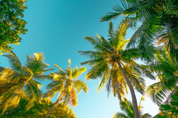 Fototapeta na wymiar View from below: palm trees at sunset