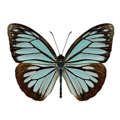 Fototapeta na wymiar Common Wanderer Butterfly