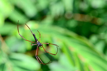 spider on a web