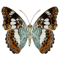 Common Commander Butterfly