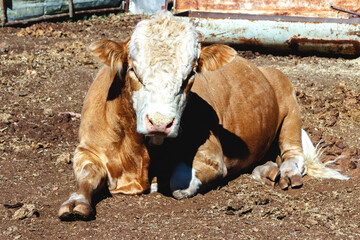 Obraz na płótnie Canvas Young 3 year old red bull (cattle) full frontal facial portrait