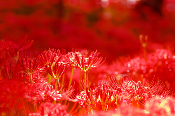 眩しい光と曼珠沙華