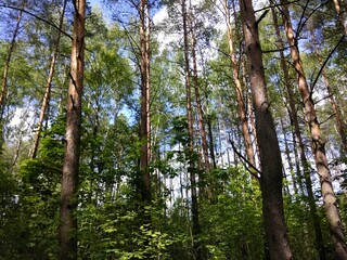 Spring pine forest in bright sunlight