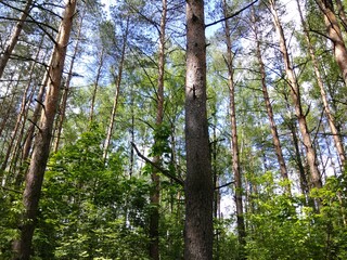 Spring pine forest in bright sunlight