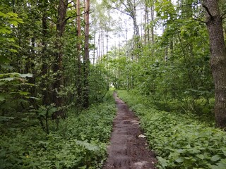 Obraz premium Forest path in the dense forest