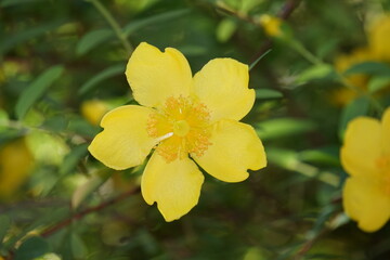 Obraz premium キンシバイ