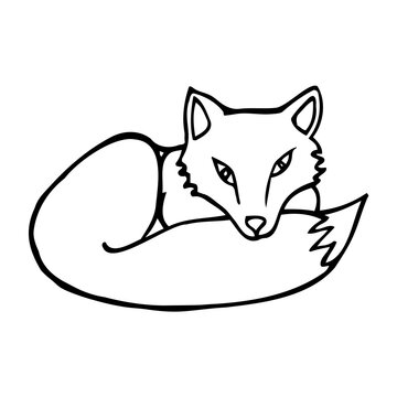 Hand drawn fox. Cartoon fox outline doodle style. Vector transparent illustration isolated on white background. Decoration for greeting cards, posters, flyers, prints for clothes.