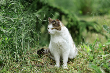 White cat with gray and red spots sits on the grass near the bushes.