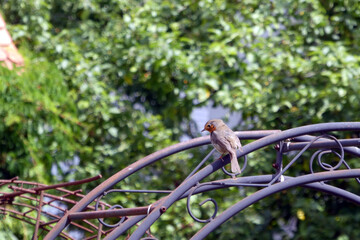 Rotkehlchen (Erithacus rubecula) im Rosenbogen