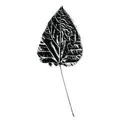 Imprint of a leaf of a tree. Black silhouette of a leaf on a white background. Suitable for design, pattern, print, postcard. Botanical vector illustration.