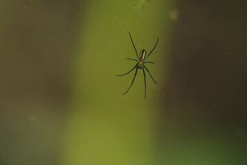 Close up of spider in web
