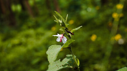 Fototapeta premium wild flowers in the forest. nature background 