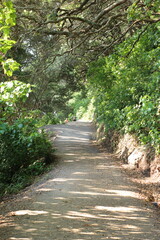 walkway around Tauranga New Zealand 
shaded path next to sea 
popular walk 
tree lined path 
pleasant walk in nature 
covered natural walkway 
bird watchers walkway 
easy walk for 