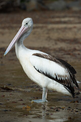pelican on the beach