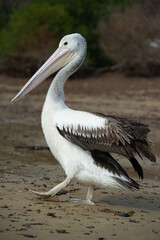 pelican on the beach