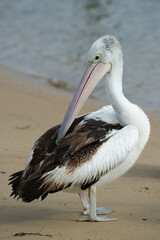 pelicans on the beach