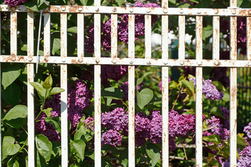 Violette Fliederblüte  Deutschland, Europa