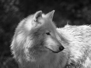 Loup blanc