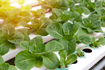 fresh spinach leaves
