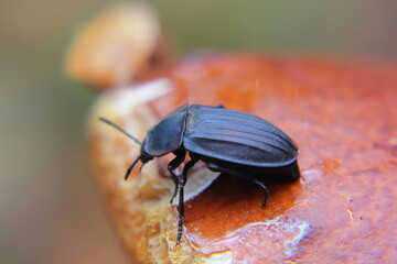 black large beetle on a mushroom hat close-up