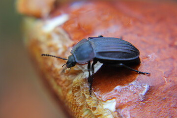 black large beetle on a mushroom hat close-up