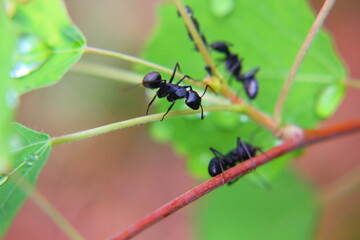 large black ants on a branch of a bush close-up