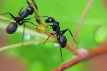 large black ants on a branch of a bush close-up