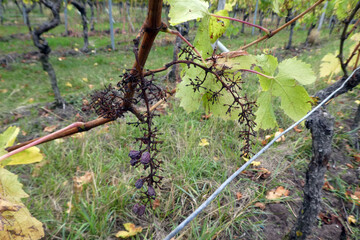 Abgeernetete Weinreeben im Weinberg nach der Weinlese