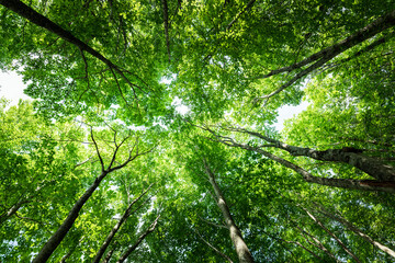 春の新緑の明るいブナの森