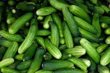 Fresh green cucumbers from the farm.