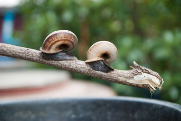 Obraz premium cyclophorid snails, cyclophorid snails from Thailand country