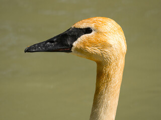 Cygne trompette