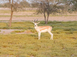Naklejka na ściany i meble Single wild white Arabian Gazelle stood in a grassy patch in the desert of Dubai