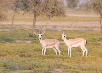 Naklejka na ściany i meble Pair of wild white gazelle stood in a grassy area of the desert in Dubai UAE