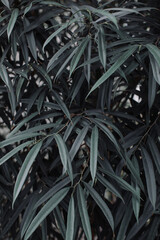 Сlose up of a plant in the garden. Natural textured background.