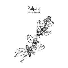 Polpala Aerva lanata , or mountain knotgrass, medicinal plant