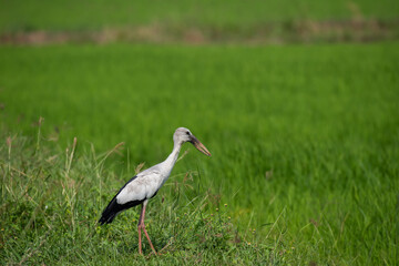 Obraz na płótnie Canvas Openbill stork bird in rice field.