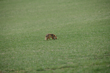 red fox wildlife from far hunting on the meadow for feed