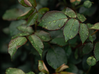Fototapeta premium green leaves with water drops