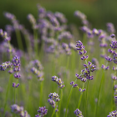 lavender field in provence