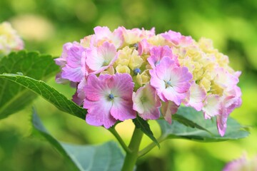 Fototapeta premium 紫陽花（ピンク）